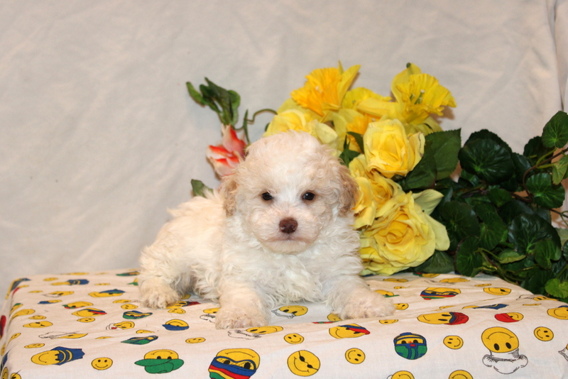 puppy, for, sale, Toy Poodle, Matthew B. Stoltzfus, dog, breeder, Gap, PA, dog-breeder, puppy-for-sale, forsale, nearby, find, puppyfind, locator, puppylocator, aca